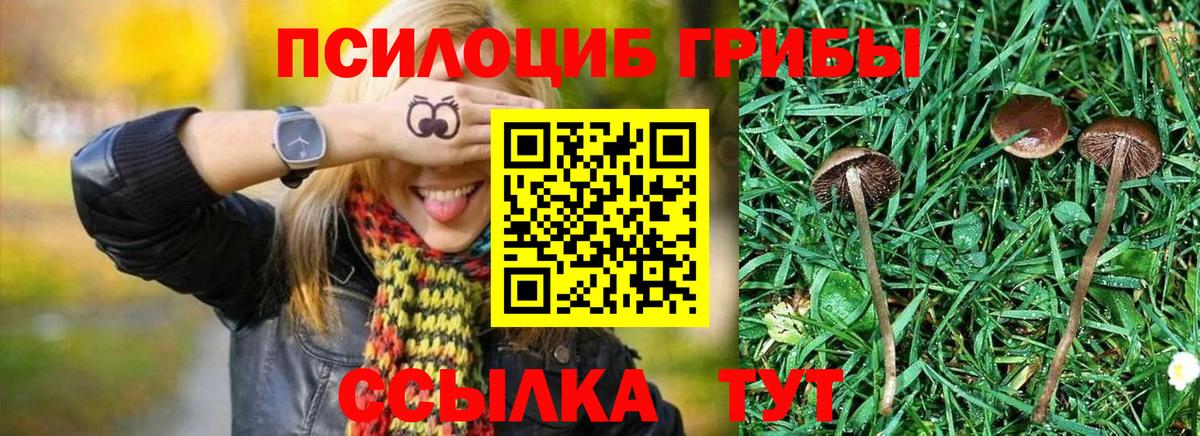 Псилоцибиновые грибы Magic Shrooms  магазин    Сертолово  Вход с VPN  Псилоцибиновые грибы Psilocybine cubensis 
